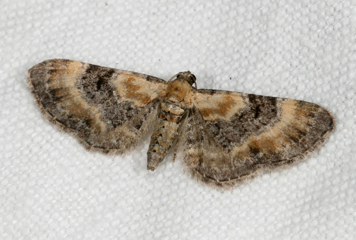 Eupithecia da det.
